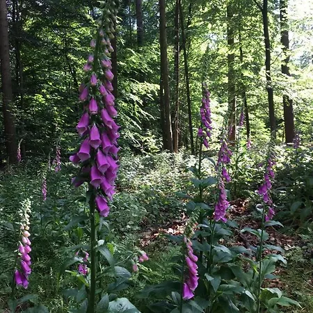 ホテル Berg's Backpacker