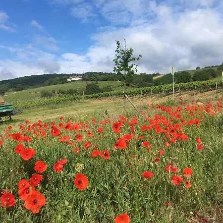 Berg's Backpacker ホテル *