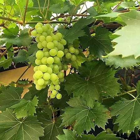 Berg's Backpacker Rüdesheim am Rhein