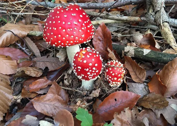 Berg's Backpacker Hotel *