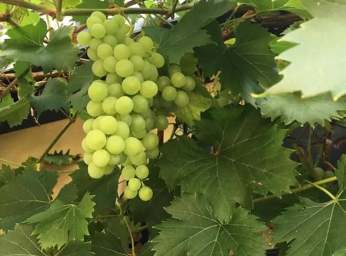 Berg's Backpacker Hotel Rüdesheim am Rhein
